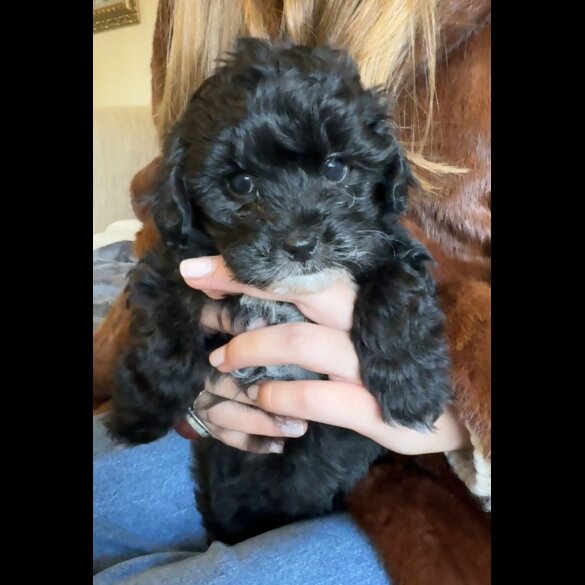 Maltipoo - Dogs