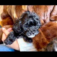 Maltipoo - Dogs