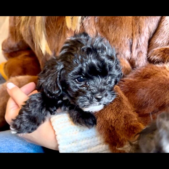 Maltipoo - Dogs