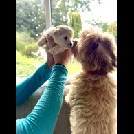 Maltipoo - Dogs
