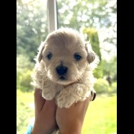 Maltipoo - Dogs
