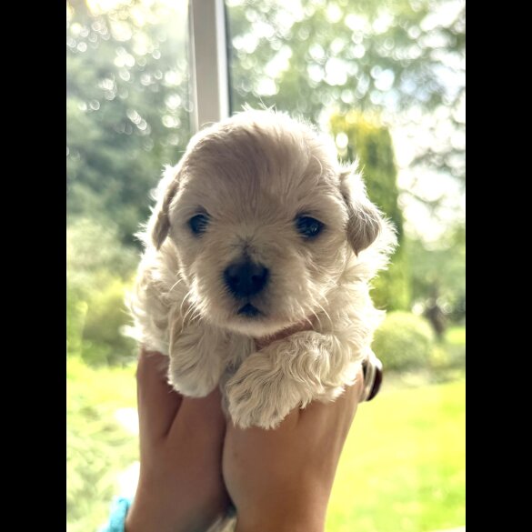 Maltipoo - Dogs