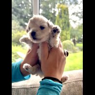 Maltipoo - Dogs