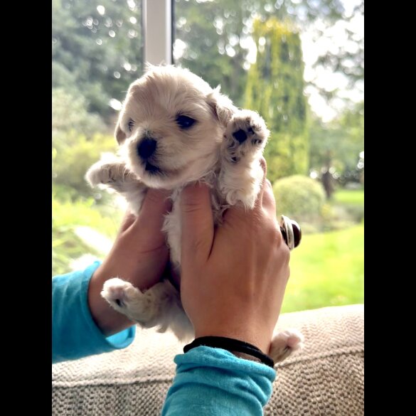 Maltipoo - Dogs