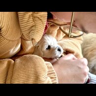 Maltipoo - Dogs