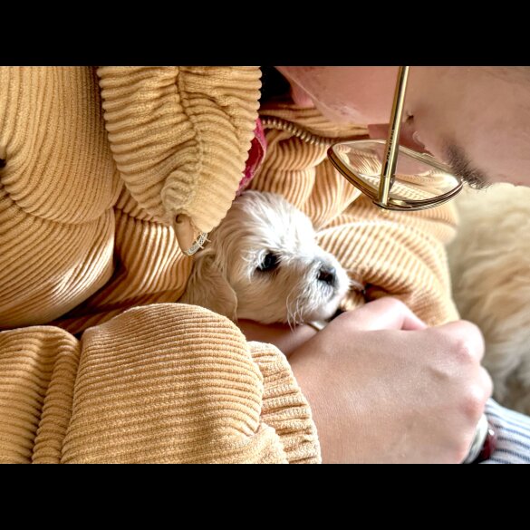 Maltipoo - Dogs