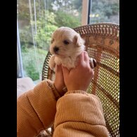 Maltipoo - Dogs