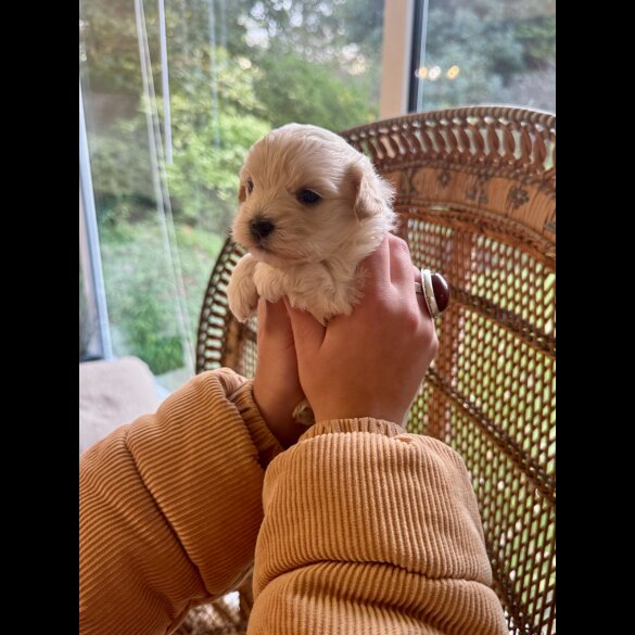 Maltipoo - Dogs
