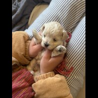 Maltipoo - Dogs