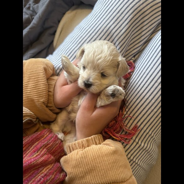 Maltipoo - Dogs