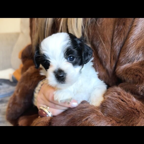 Maltipoo - Dogs