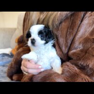 Maltipoo - Dogs