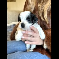 Maltipoo - Dogs
