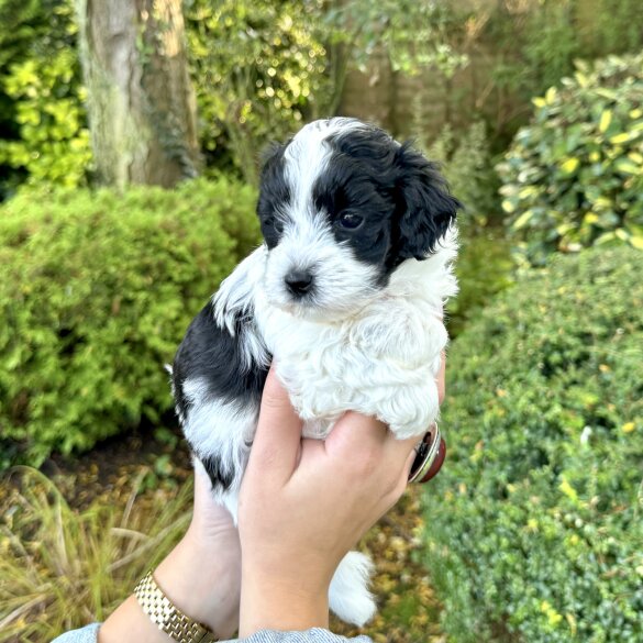 Maltipoo - Dogs