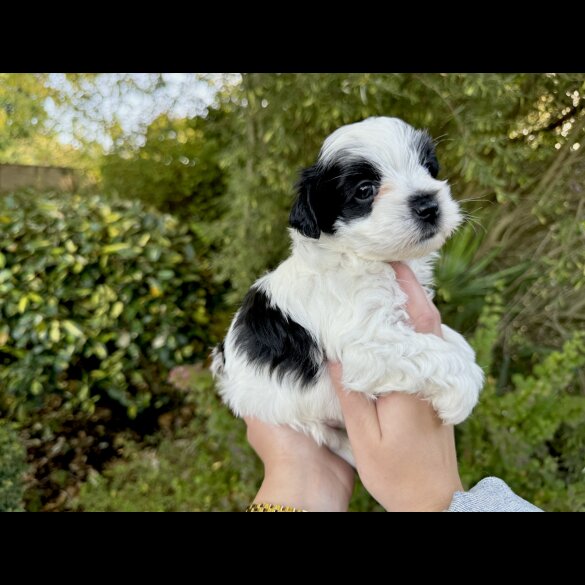 Maltipoo - Dogs