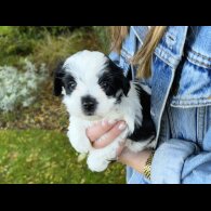 Maltipoo - Dogs
