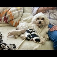 Maltipoo - Dogs