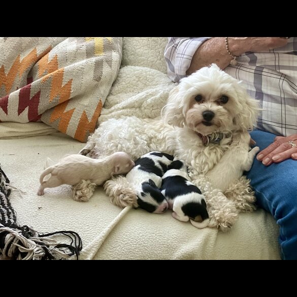 Maltipoo - Dogs