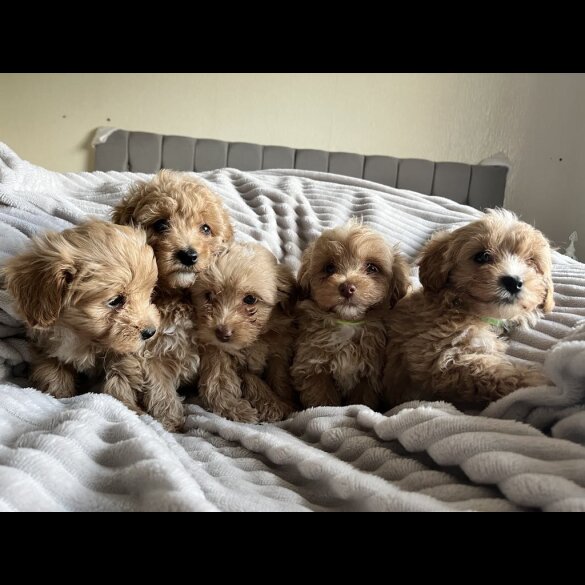 Miniature Poodle - Both