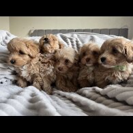 Miniature Poodle - Both