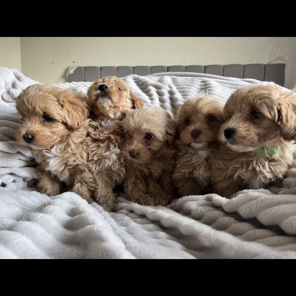 Miniature Poodle - Both