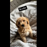 Miniature Poodle - Both
