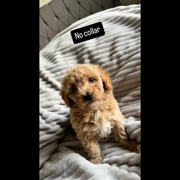 Miniature Poodle - Both