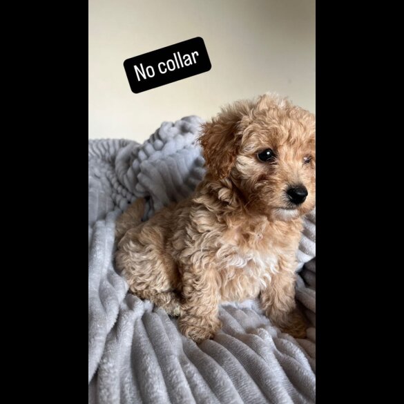 Miniature Poodle - Both