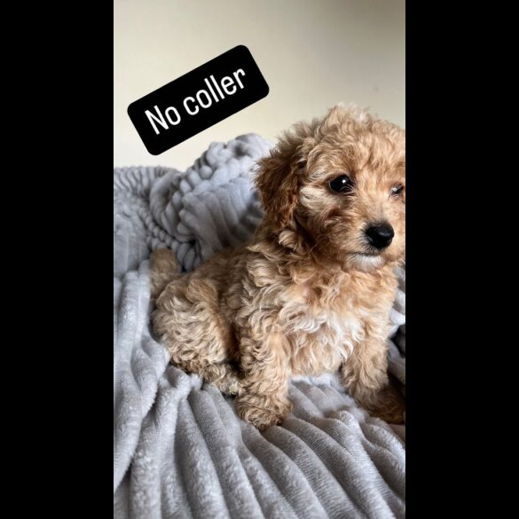 Miniature Poodle - Both
