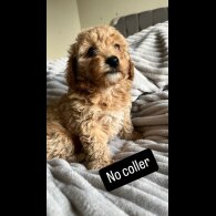 Miniature Poodle - Both