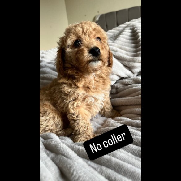 Miniature Poodle - Both
