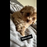Miniature Poodle - Both