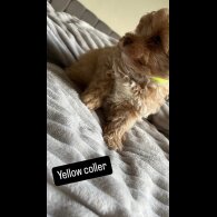 Miniature Poodle - Both