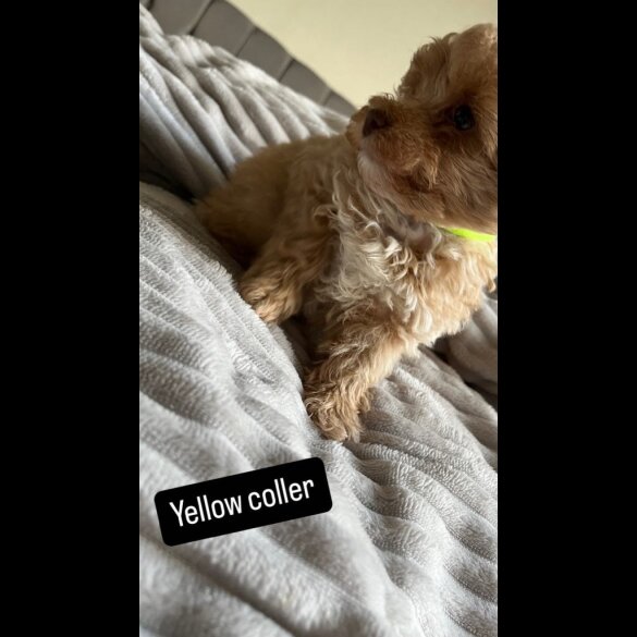 Miniature Poodle - Both