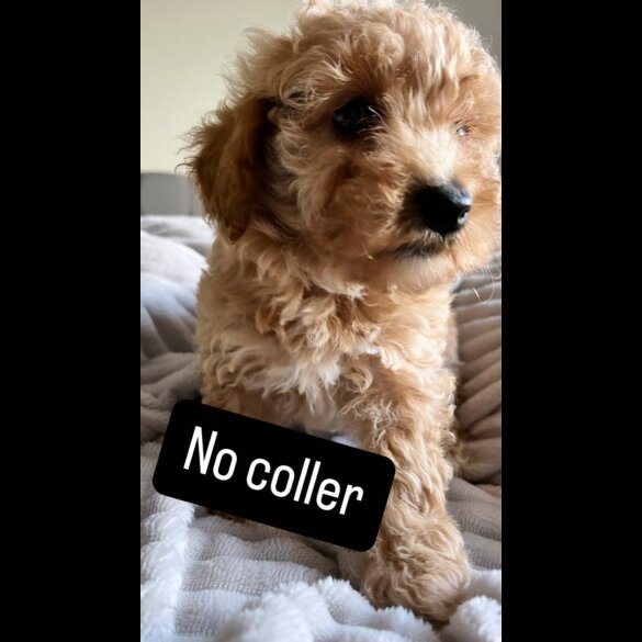 Miniature Poodle - Both