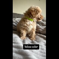 Miniature Poodle - Both