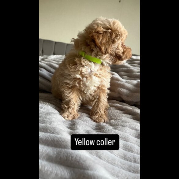 Miniature Poodle - Both