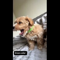 Miniature Poodle - Both