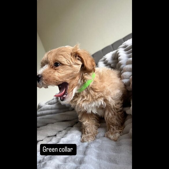 Miniature Poodle - Both