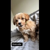 Miniature Poodle - Both
