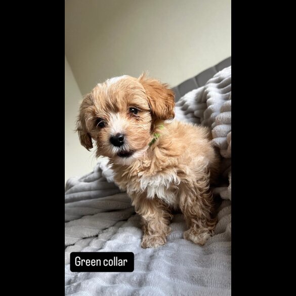 Miniature Poodle - Both