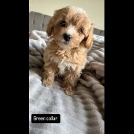 Miniature Poodle - Both