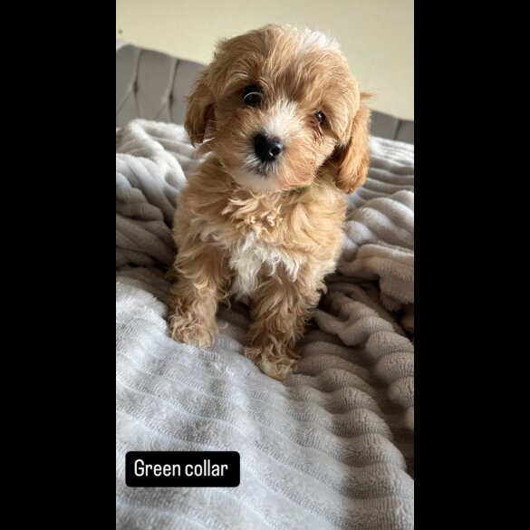 Miniature Poodle - Both