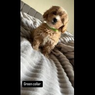 Miniature Poodle - Both