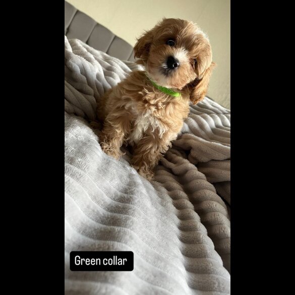 Miniature Poodle - Both