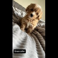 Miniature Poodle - Both
