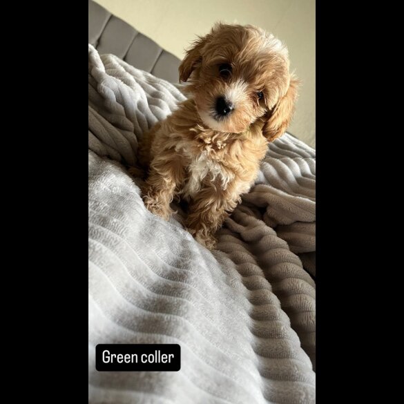 Miniature Poodle - Both
