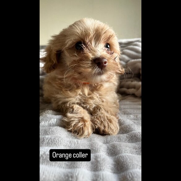 Miniature Poodle - Both