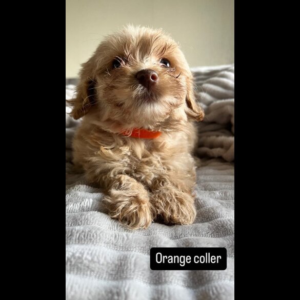 Miniature Poodle - Both