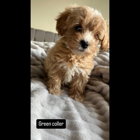 Miniature Poodle - Both